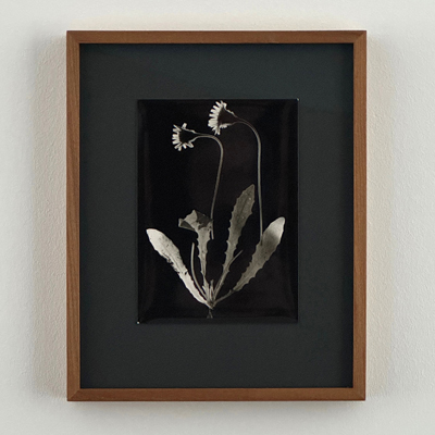 Dr. Oskar Schweighart – Wiesenpflanzen (2)