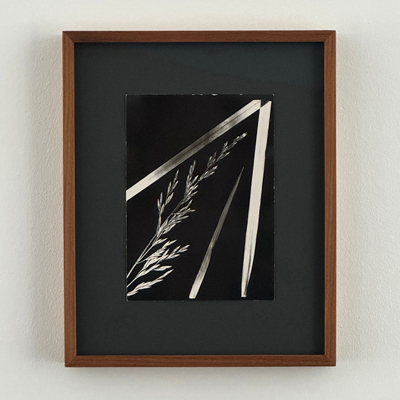 Dr. Oskar Schweighart – Wiesenpflanzen (3)