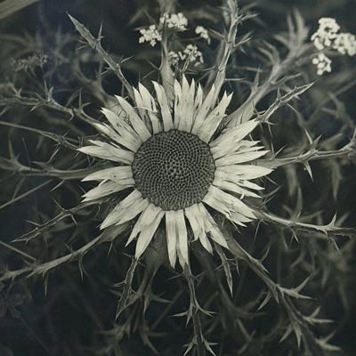 Paul Dobe – Pflanzenstudie